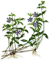 Vincapervinca