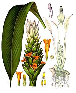 curcuma_wikipedia.jpg