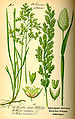 phalaris_canariensis.jpg