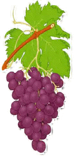 Cura de uva
