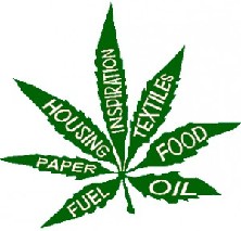 cannabis-polifacetico.jpg