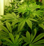 cannabis_sativa.jpg