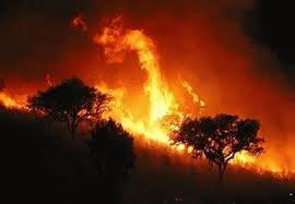 Los incendios de Valencia son fruto de dÃ©cadas de abandono rural y falta de gestiÃ³n forestal