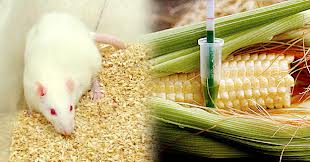 SÃ©ralini e investigadores responden a las crÃ­ticas realizadas al estudio sobre el maÃ­z transgÃ©nico de Monsanto