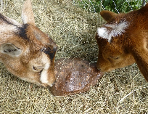 Goats licking a chunk of Himalayan Crystal Salt