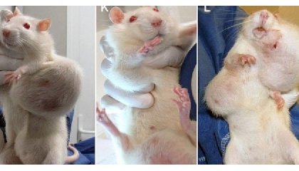 Des rats avec tumeurs à la suite de l’expérimentation de Séralini sur l’OGM MONSANTO (CRIIGEN/AFP)