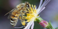 Bruselas reclama un veto sobre los pesticidas que matan a las abejas