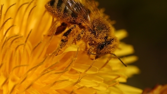 Plaguicidas neonicotinoides diezman colmenas