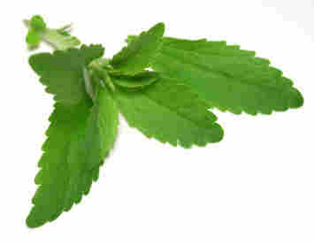 stevia rebaudiana